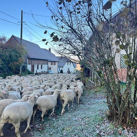 Maison Independante De Montagne En Alsace ベルフォス エクステリア 写真