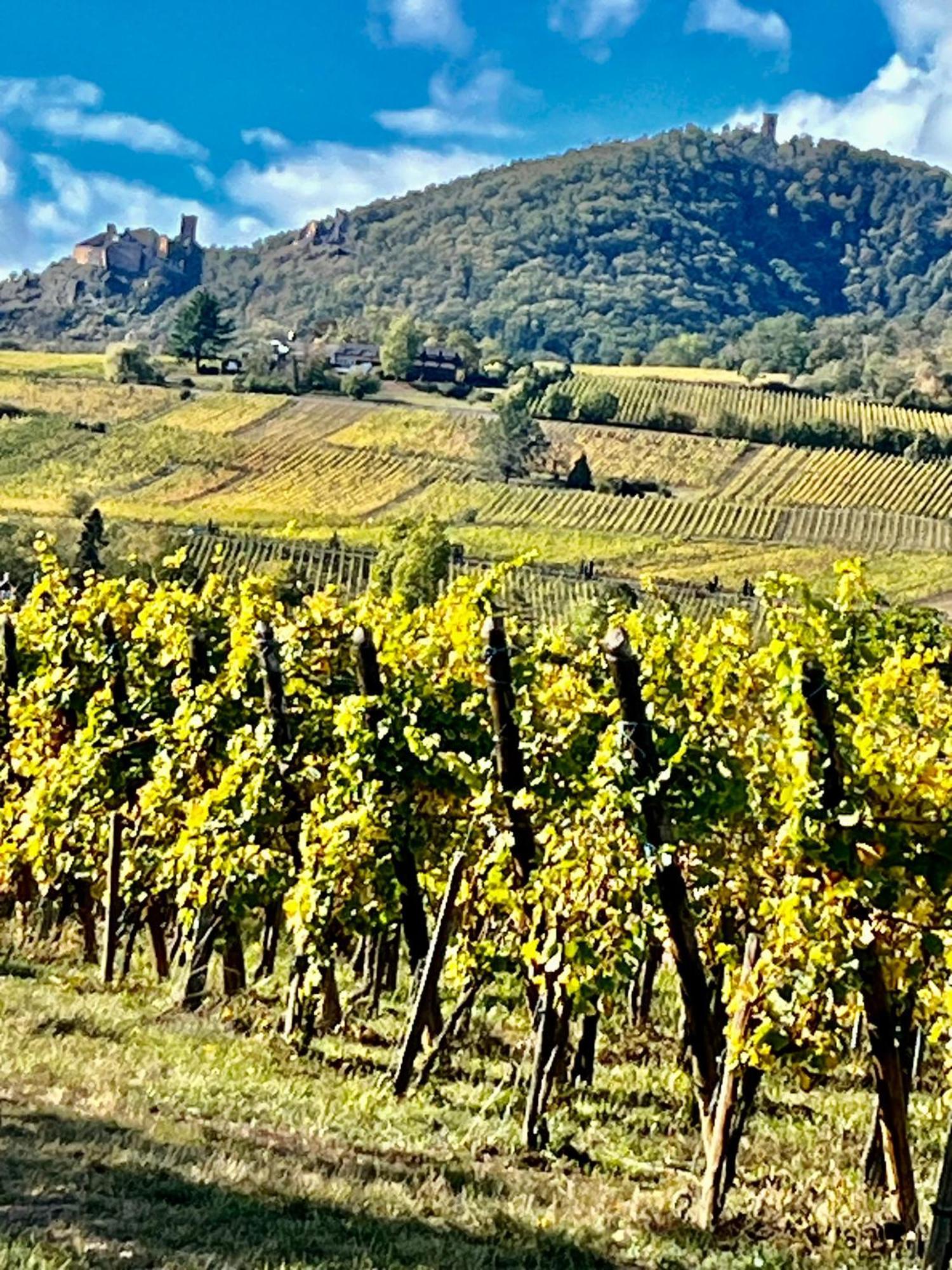 Maison Independante De Montagne En Alsace ベルフォス エクステリア 写真