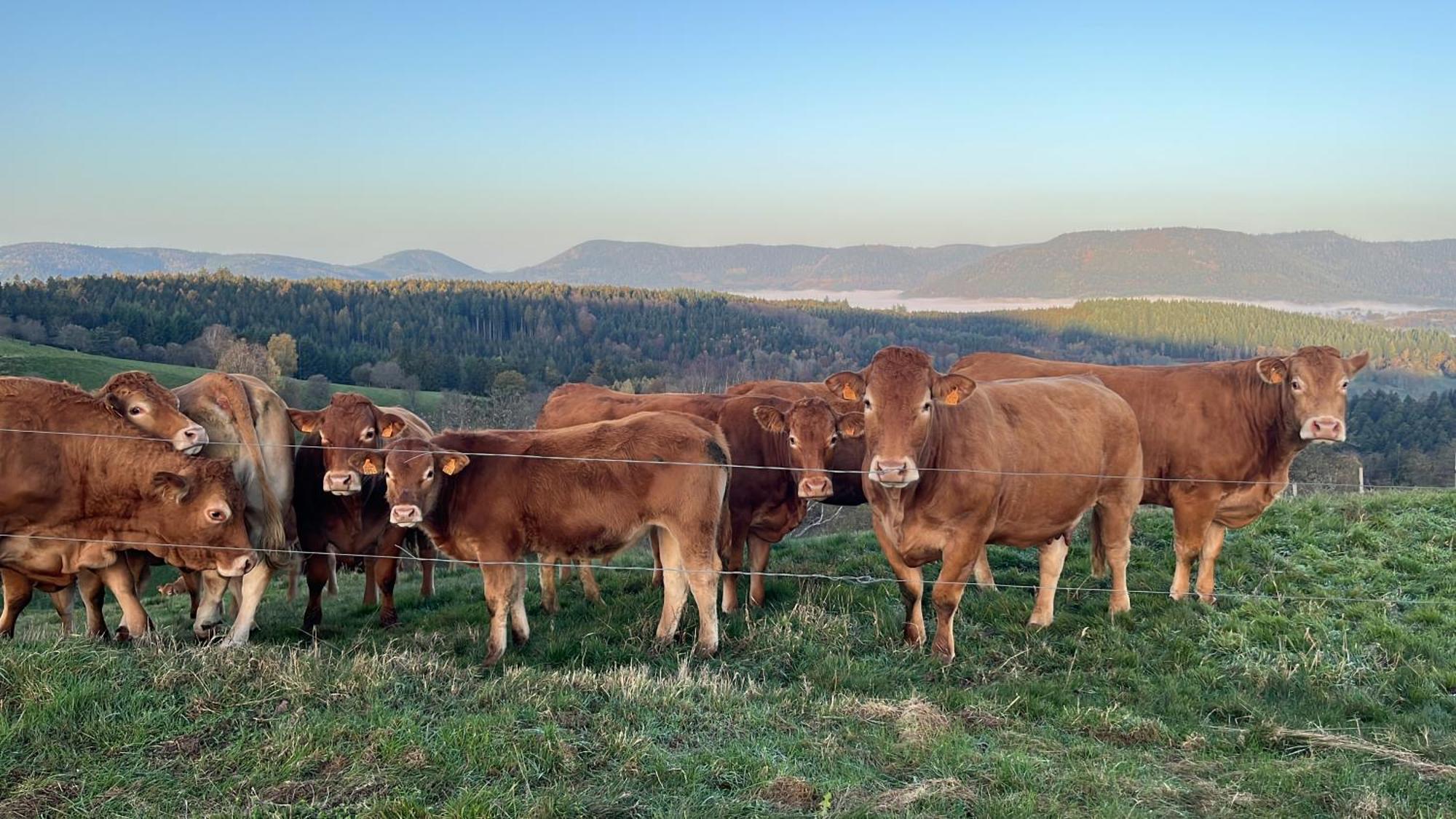 Maison Independante De Montagne En Alsace ベルフォス エクステリア 写真