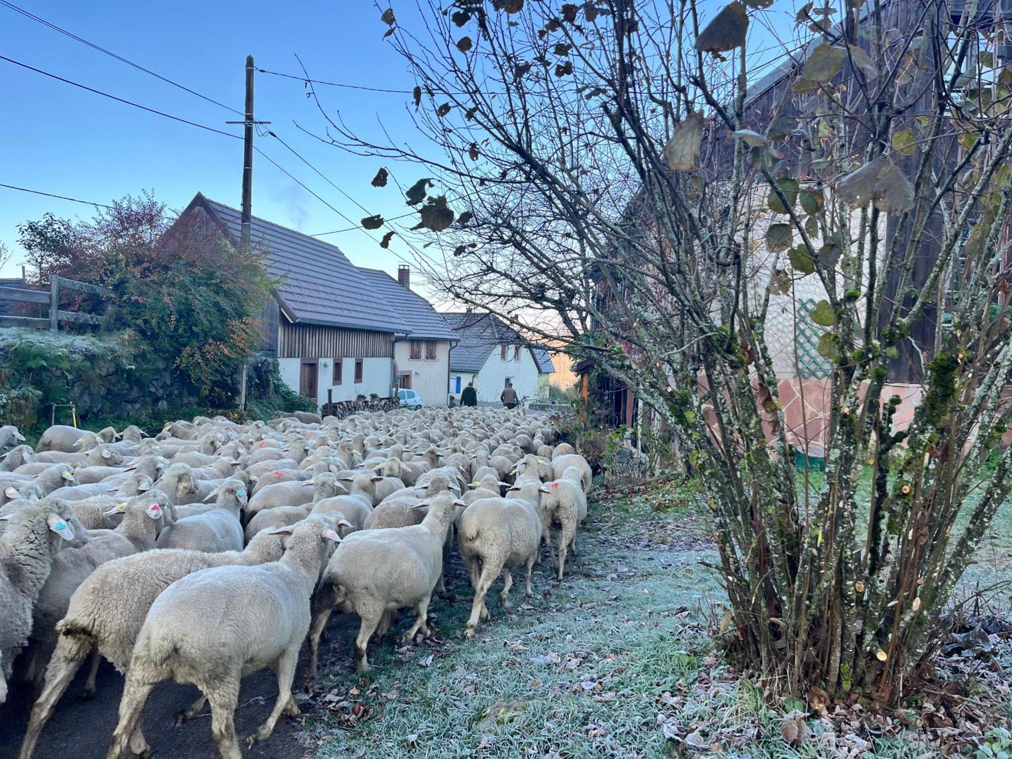 Maison Independante De Montagne En Alsace ベルフォス エクステリア 写真