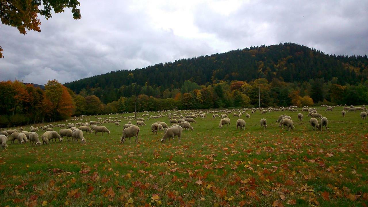 Maison Independante De Montagne En Alsace ベルフォス エクステリア 写真